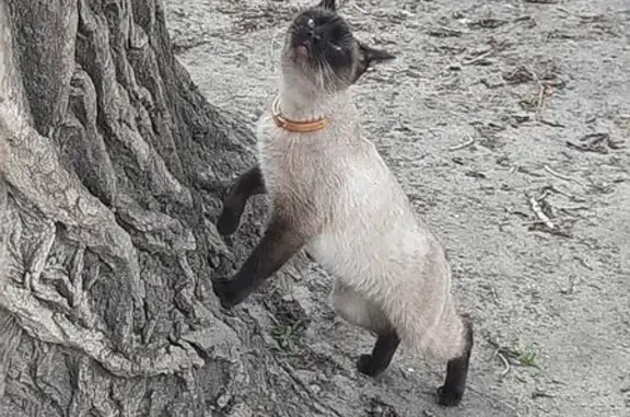 Пропала сиамская кошка, ул. Строителей 13А