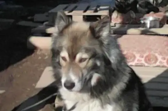 Собаки потеряшки, Приморский муниципальный округ, фото: Потеряшка собака, 1-я линия, 31