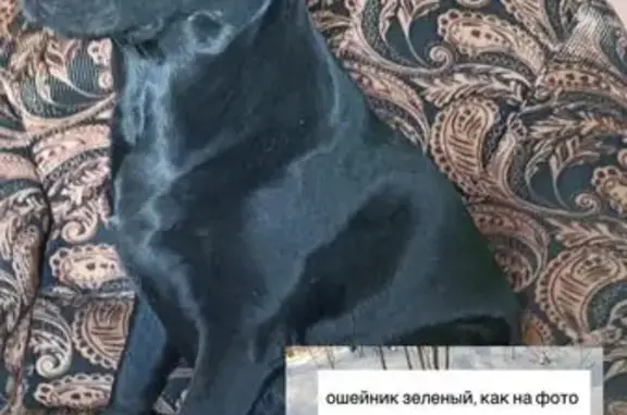 Собаки потеряшки, Тотемский муниципальный округ, фото: Потеряшка собака, Вологодская обл.