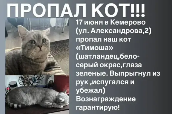 Пропала кошка, ул. Александрова 13А, Кемерово