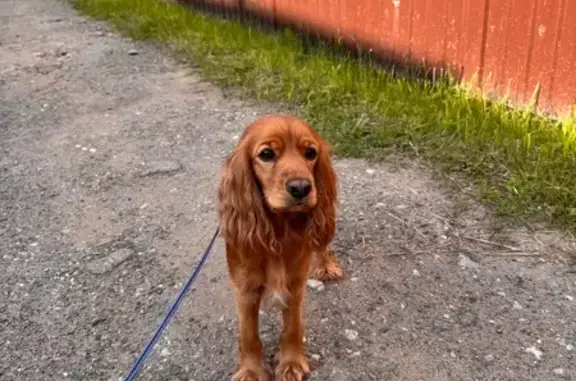 Собака найдена у ул. Капитана Дорофеева