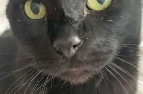 Кошки потеряшки, Московская область, фото: Потеряшка кошка, МО