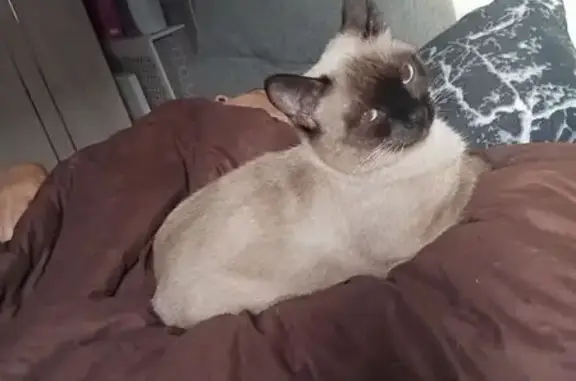 Найдена кошка, Каменск-Уральский, фото: Пропала кошка Люся, пр. Победы, 95