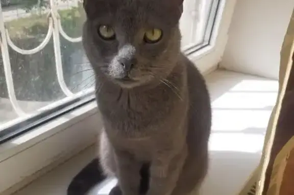 Кошки потеряшки, Краснодар, фото: Потеряшка кошка, Невкипелого 8, Краснодар