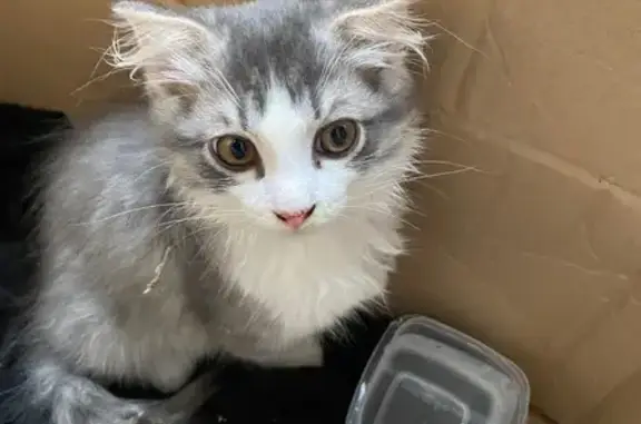 Найдена кошка, , фото: Кошка найдена у Крупской 14, Рязань