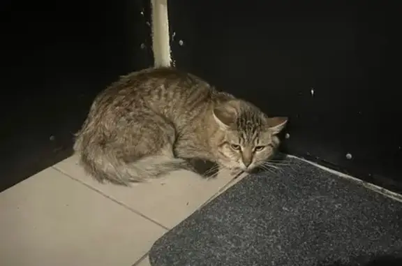 Найдена кошка, Москва, фото: Найдена кошка, Днепропетровская 5 к3