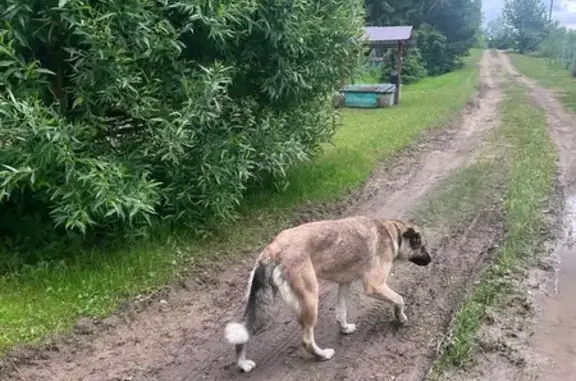 Собака найдена в Миголощи-Першутино - photo