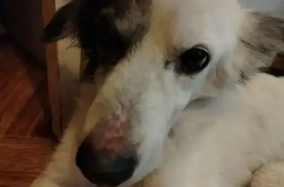 Собака найдена: Депутатская, 7, Воронеж