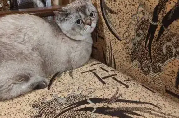 Найдена кошка, Зверево, фото: Кошка найдена на 8-й улице, Зверево