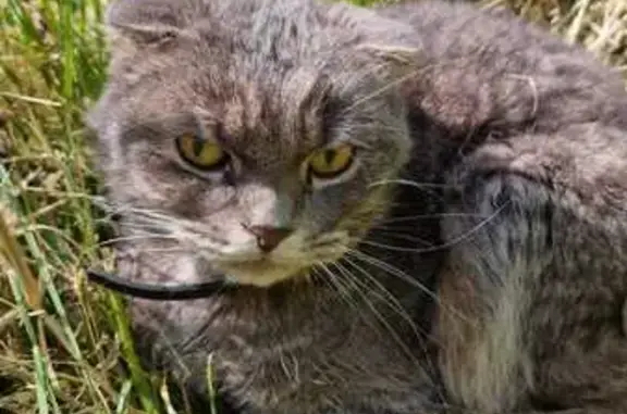 Найдена кошка, Санкт-Петербург, фото: Найдена кошка, Бухарестская ул., 23 к1