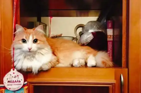 Кошки потеряшки, Уфа, фото: Потеряшка кошка, пр. Октября 8/2, Уфа