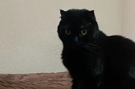 Пропала кошка, ул. Потапова, 29, Сев.