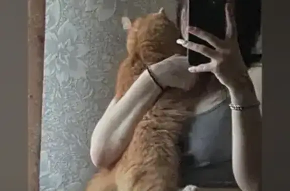 Кошки потеряшки, Ухта, фото: Потеряшка рыжая кошка, Подгорная 10, Ухта