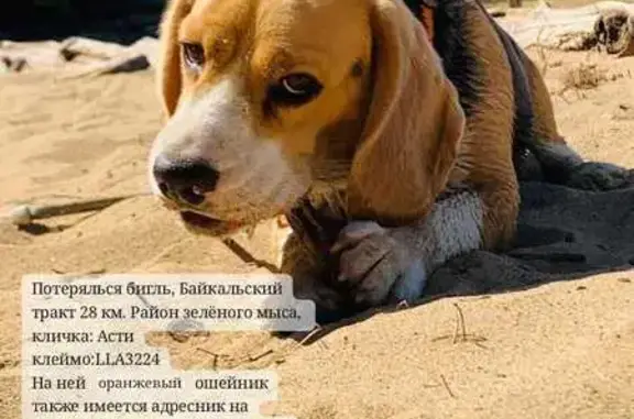 Пропала собака, Ушаковское с/п, 1/14