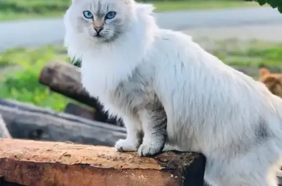 Пропала кошка, ул. Каманина, 34А, Кировград
