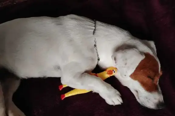 Объявления о пропавших и найденных животных, Будённовск, фото: Собака найдена: Озёрная ул., Будённовск