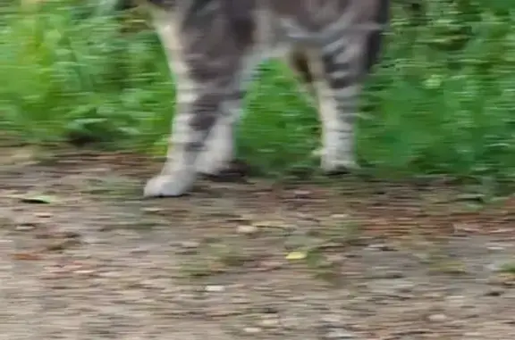 Найденные животные Тверь, фото: Кот найден: Орджоникидзе, 49 к9, Тверь