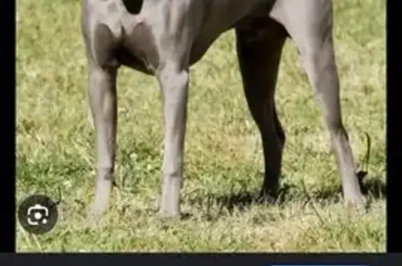 Найденные животные Калининград, фото: Собака найдена на Батальной 104, Калининград