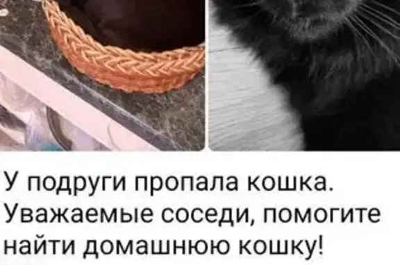 Пропала черная кошка, Вернадского 127