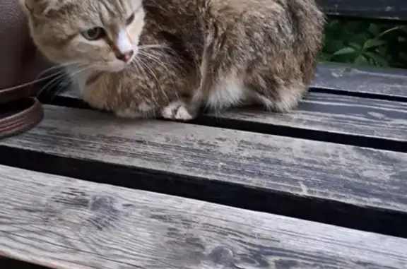 Кошка найдена: Путевой проезд, 44, Москва