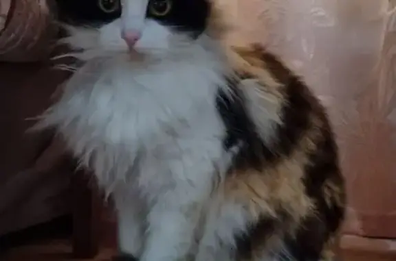 Потерянные животные Боголюбово, фото: Пропала кошка, Солнечная ул., Боголюбово