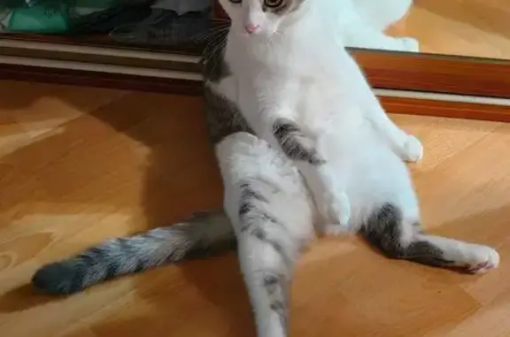 Пропала кошка Силя, ул. Игната Титова, 7