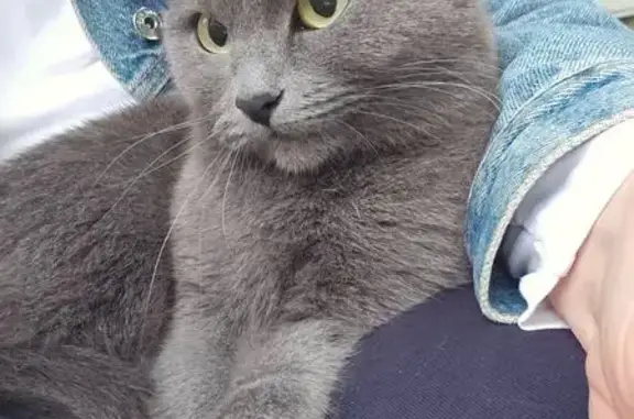 Кошка найдена: Курская 23, Казань