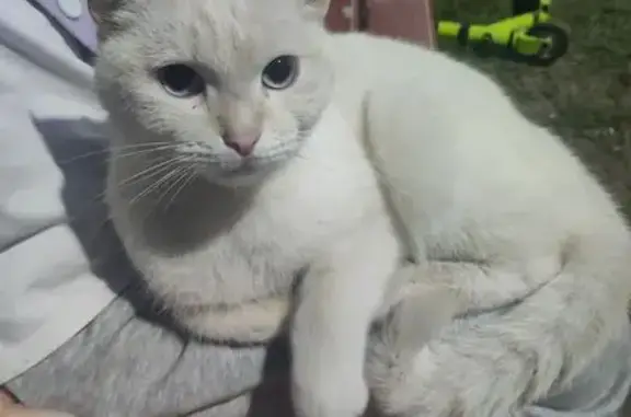 Кошка найдена: ул. Пржевальского, 4, Чебоксары