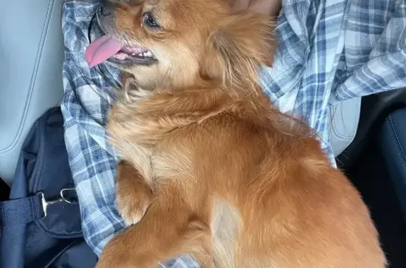 Собака найдена: пр. Шолохова, Ростов-на-Дону