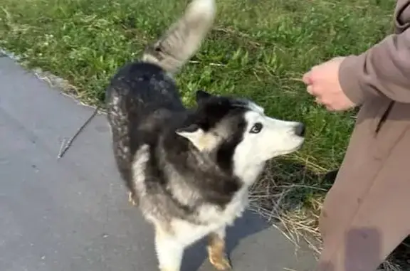 Хаски найдена, Донская ул., Нижегородская обл.
