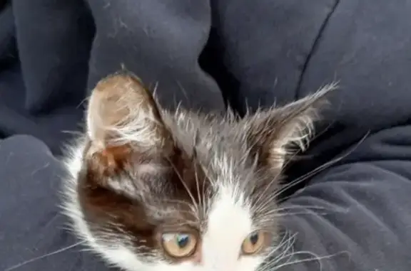 Найдена кошка, Соколово, фото: Котенок найден в Повадино, 28 Соколово