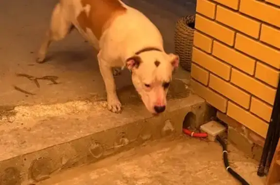 Найдена собака, Сосновка, фото: Собака найдена: Затонная ул., 1А, Сосновка