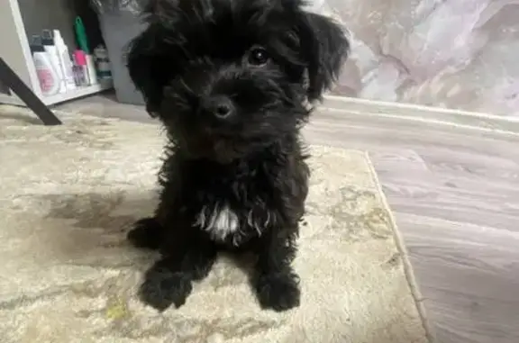 Собаки потеряшки, , фото: Потеряшка чёрная собака, ул. Мира 33