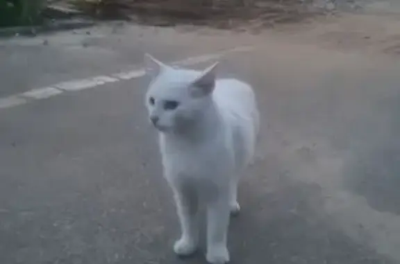 Кошка найдена: ул. Мира, Владимир