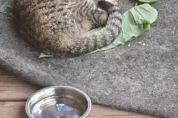 Найдена кошка, Пушкин, фото: Кошка найдена: 2-я линия, 18, Пушкин