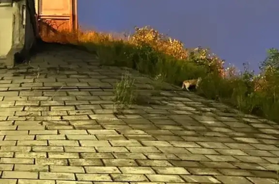 Кошка найдена, Ленинградское шоссе 136Б