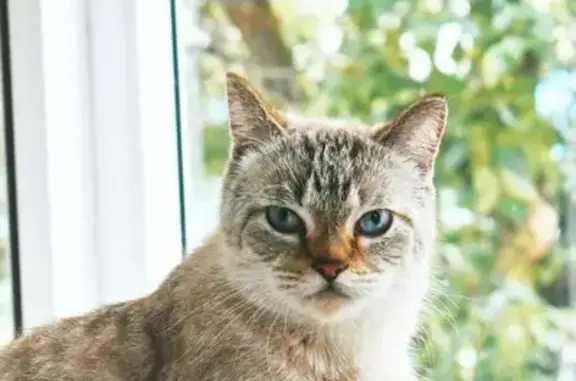 Найдена кошка, Брянск, фото: Кот найден: 1-й пр. Станке Димитрова, 6