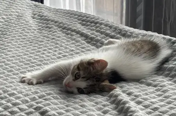 Кошки потеряшки, Петрозаводск, фото: Потеряшка кот, ул. Чкалова, 47, Петрозаводск