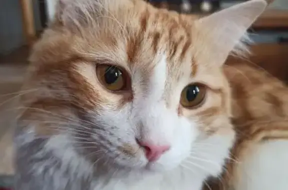 Кошки потеряшки, Всеволожск, фото: Потеряшка кошка, Минюшинская 15, Всев.