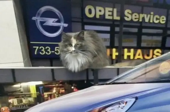 Кошки потеряшки, Петрозаводск, фото: Потеряшка кошка, ул. Ригачина, 66, Птз