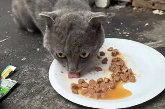 Найдена кошка, Москва, фото: Серый кот найден на Вавилова, 35 к1, Москва