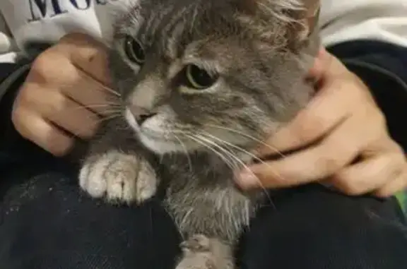 Серая кошка найдена: Тучковская 7, Москва