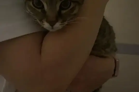 Кошка найдена в ЖК Дмитровград, Темерницкий