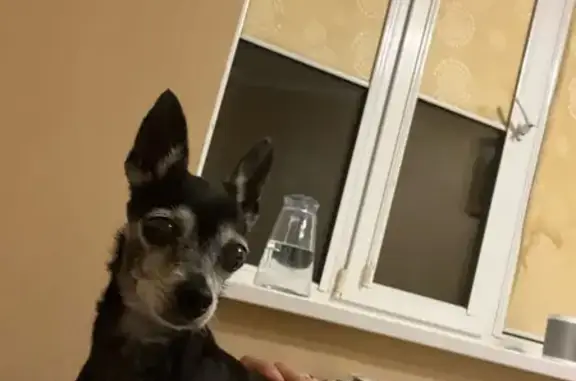 Собака найдена на Российской ул., Ростов-на-Дону