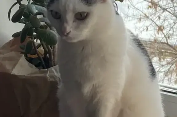 Пропал кот, Сельская ул., Ижевск