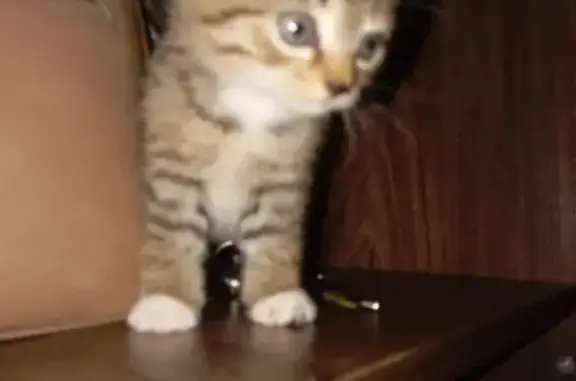 Котенок найден: Воровского 21, Тюмень