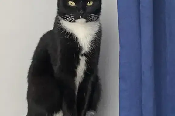 Пропала кошка, ул. Сиб. Хутора, 10, Маркова