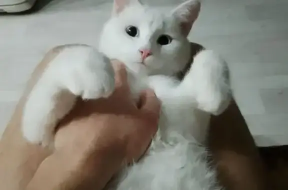 Кошки потеряшки, Дивногорск, фото: Потеряшка кошка: Школьный пер., 7а, Дивногорск