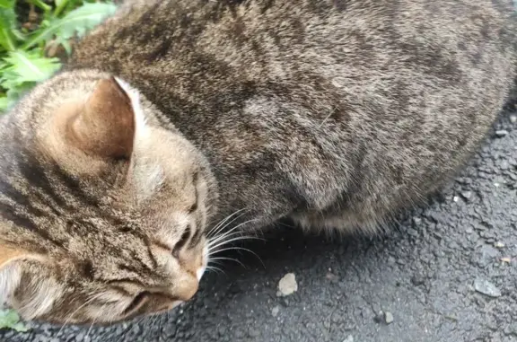 Найдена кошка, Берёзовский, фото: Кошка найдена у Спортивной, 14, Берёзовский