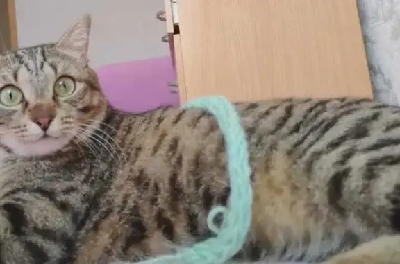 Пропала кошка, ул. Динамовцев, 8, Нск